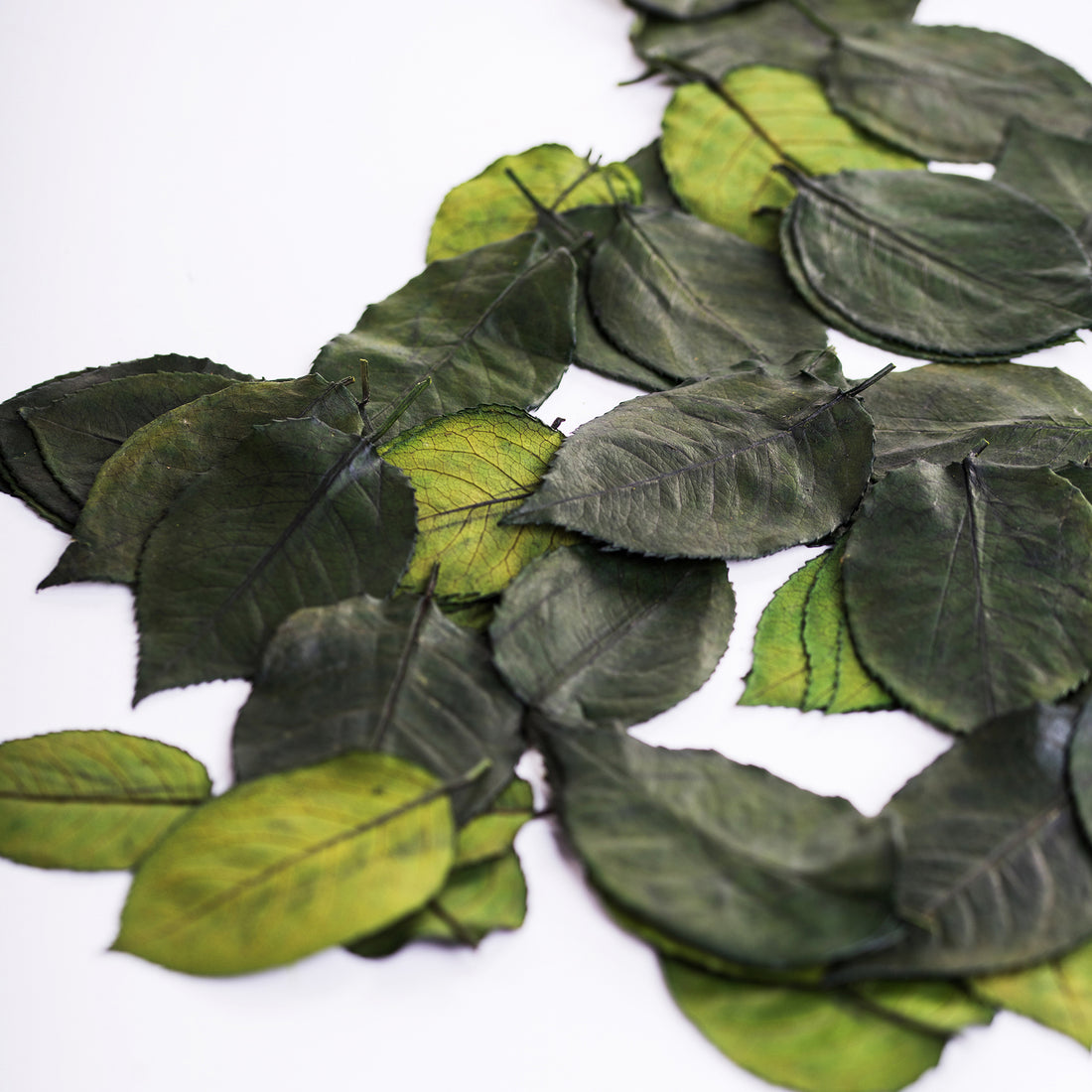 Rose Leave Gre 1