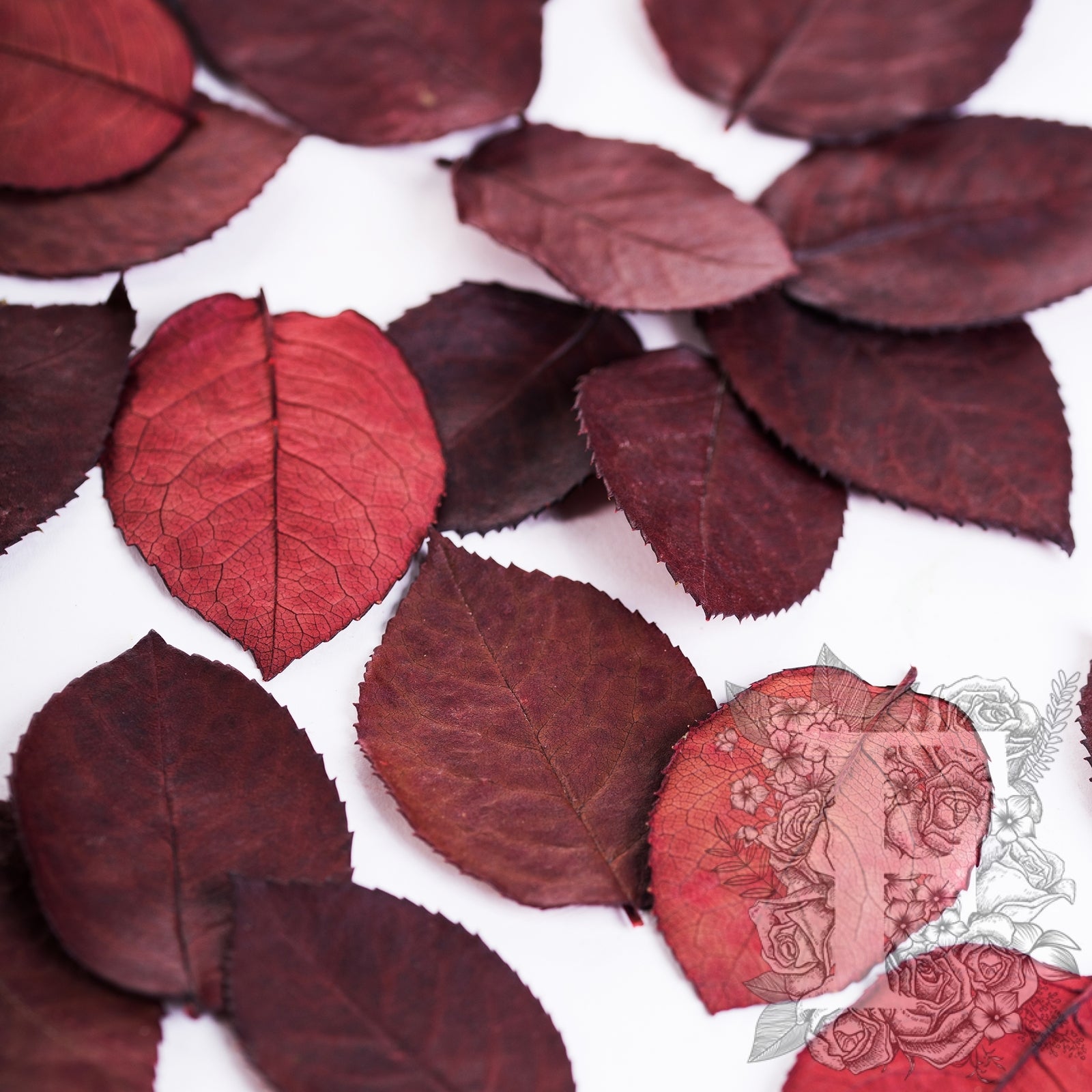 Rose Leaves Green - Box
