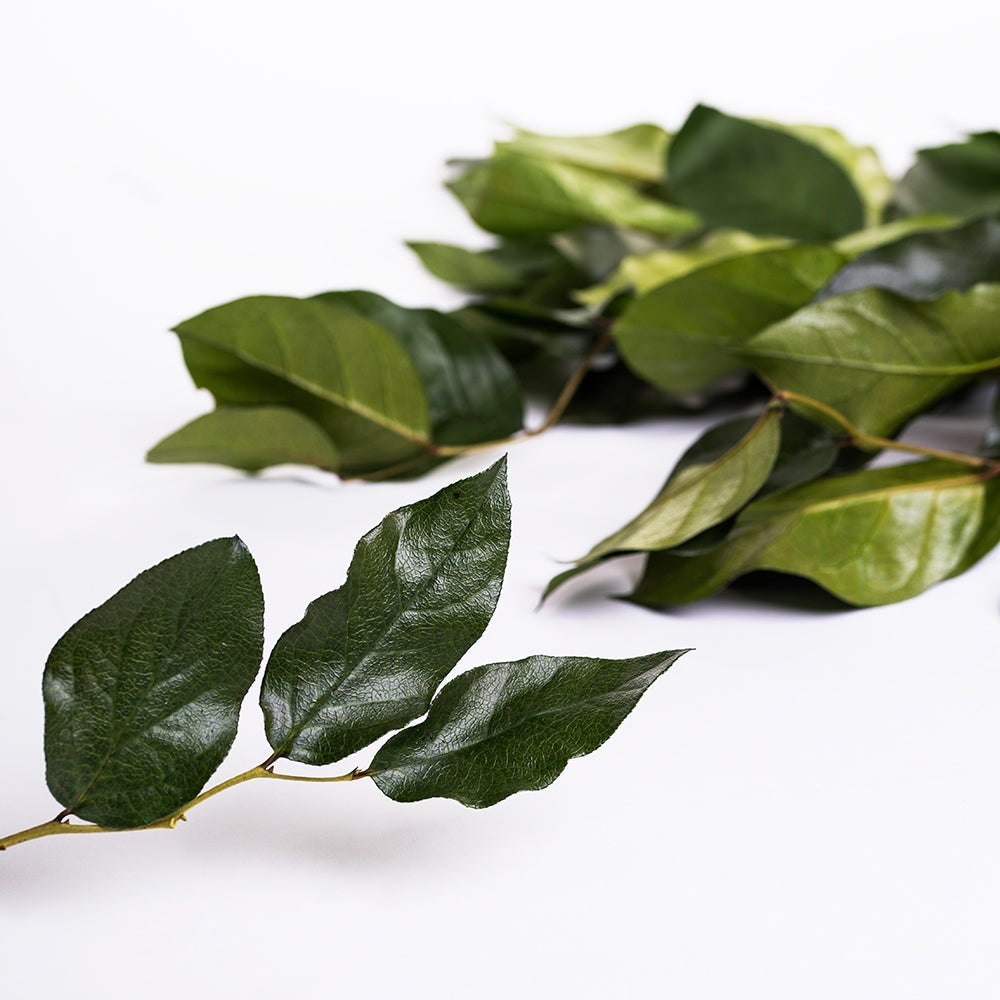 Preserved Salal Wholesale