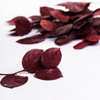 Salal - Bunch