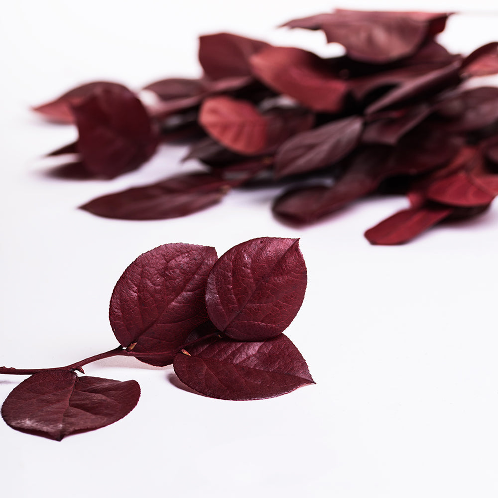 Salal - Bunch