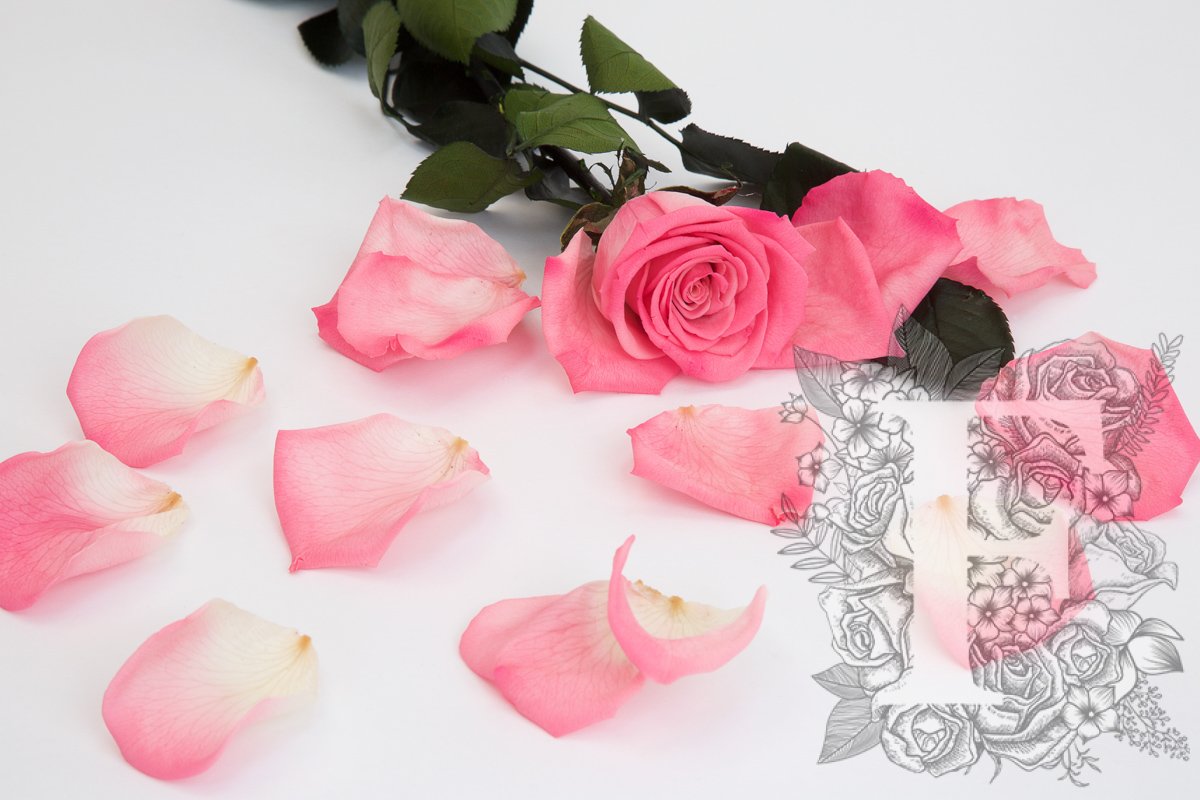 Premium Rose Petals - Window Box - 100g