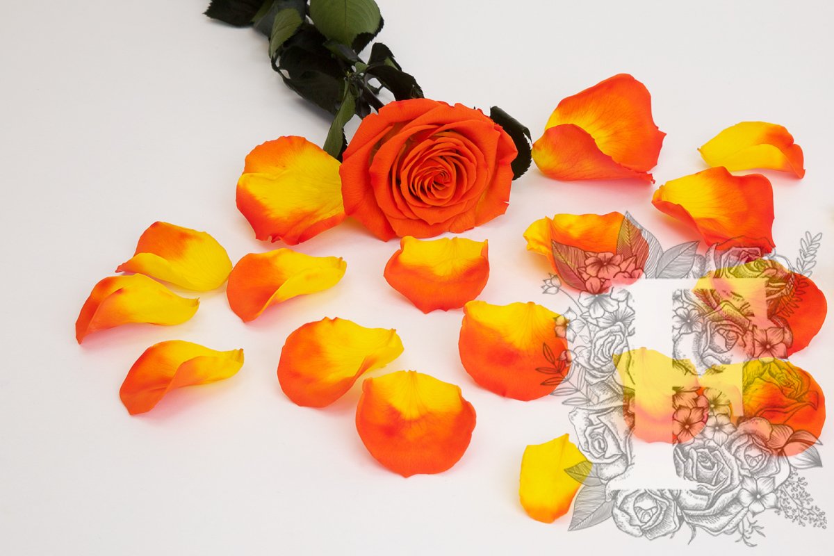 Premium Rose Petals - Window Box - 100g