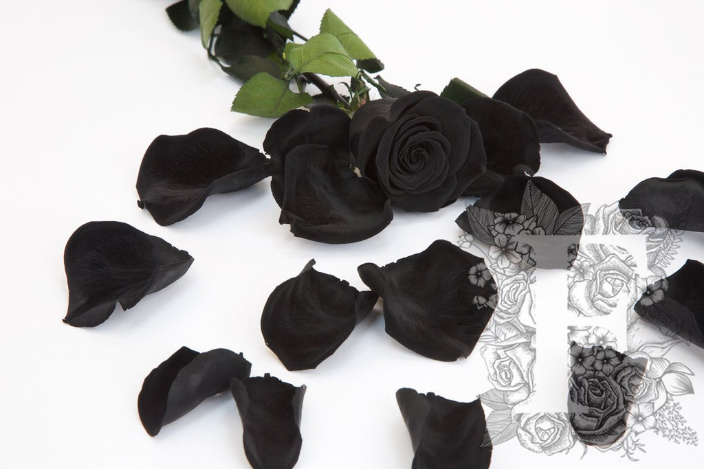 Premium Rose Petals - Window Box - 100g