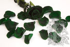 Premium Rose Petals - Window Box - 100g