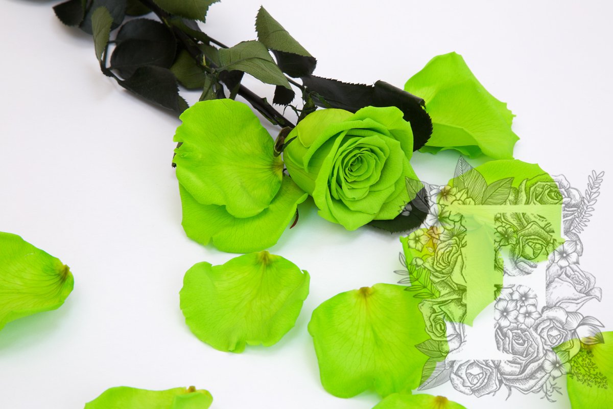 Premium Rose Petals - Window Box - 100g