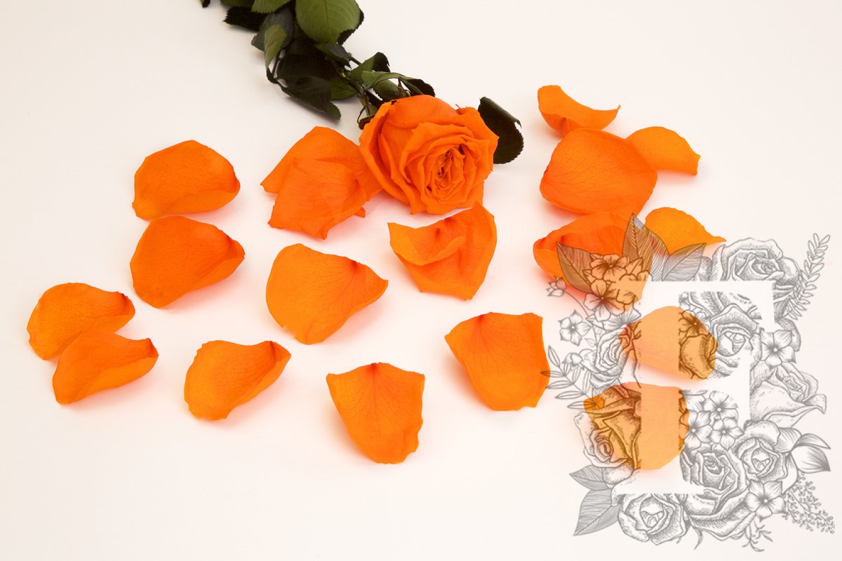 Premium Rose Petals - Window Box - 100g