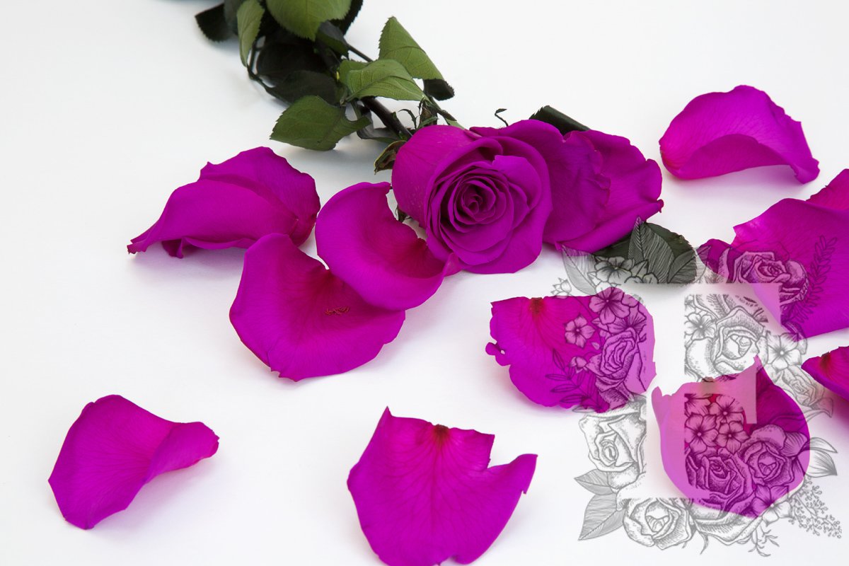 Premium Rose Petals - Window Box - 100g