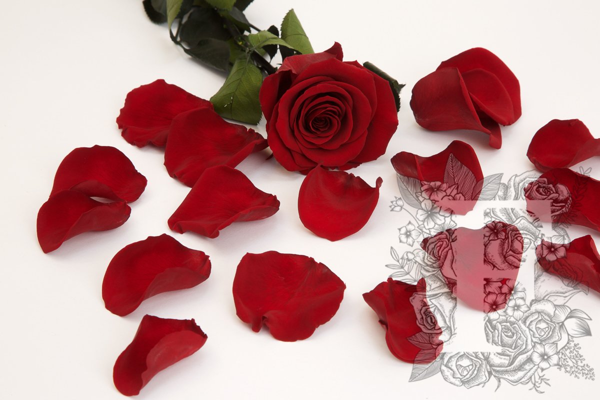 Premium Rose Petals - Window Box - 100g