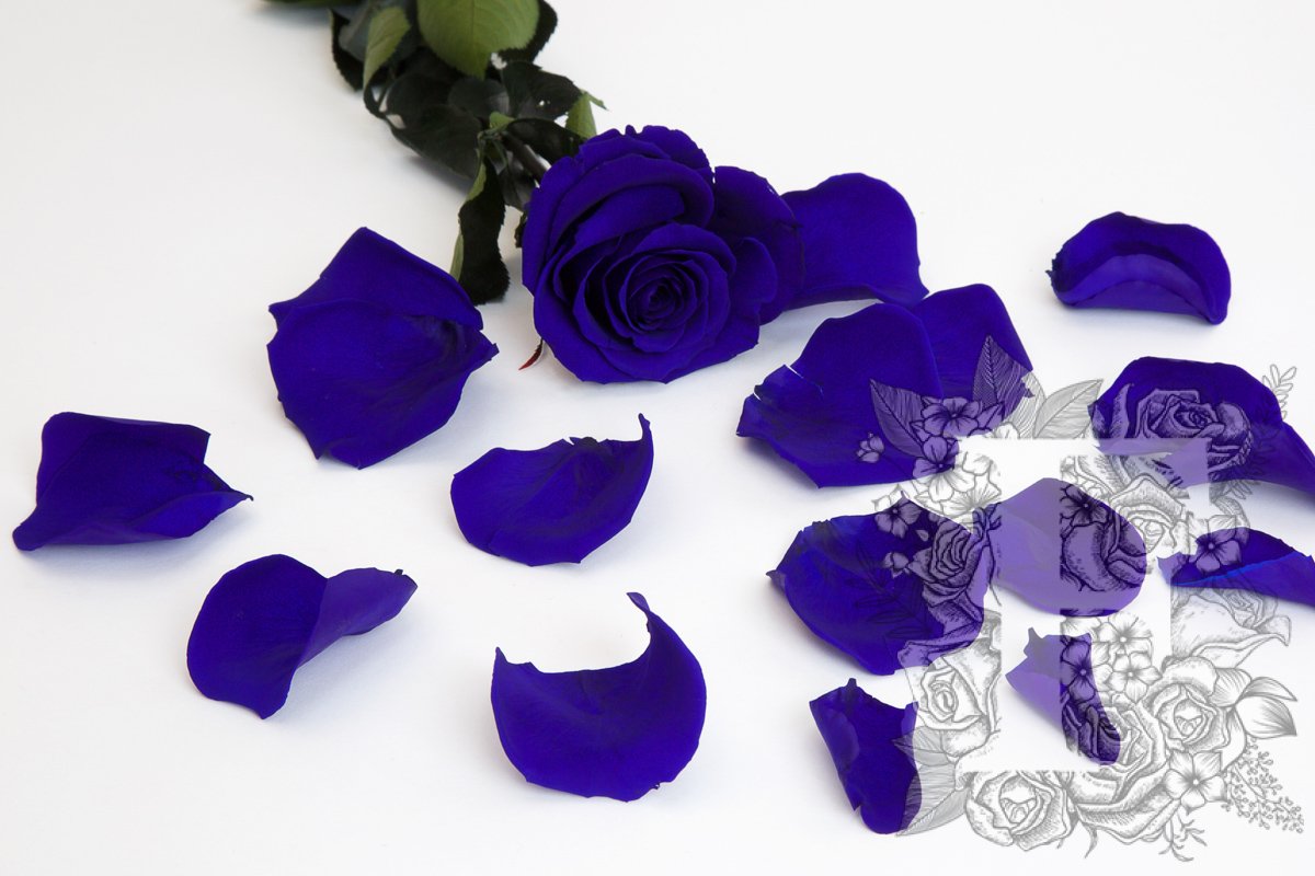 Premium Rose Petals - Window Box - 100g
