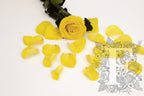 Premium Rose Petals - Window Box - 100g