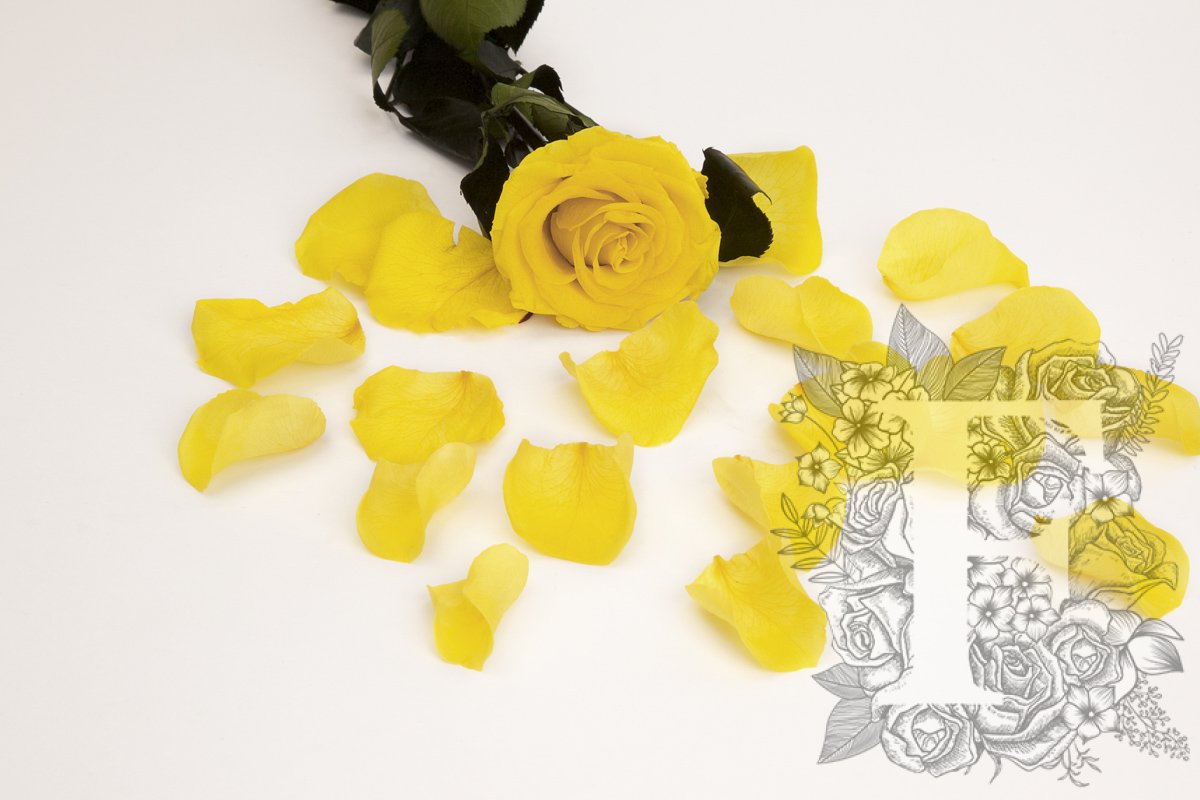Premium Rose Petals - Window Box - 100g
