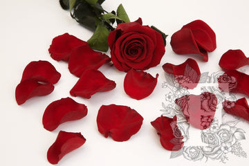 Preserved Petals Red 1