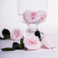 Garden Rose - Temari Blossom - 4 Heads
