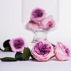 Garden Rose - Temari Blossom - 4 Heads