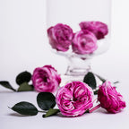 Rose Temari Ruby 1