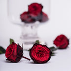 Rose Chouchu Red-Bla 1