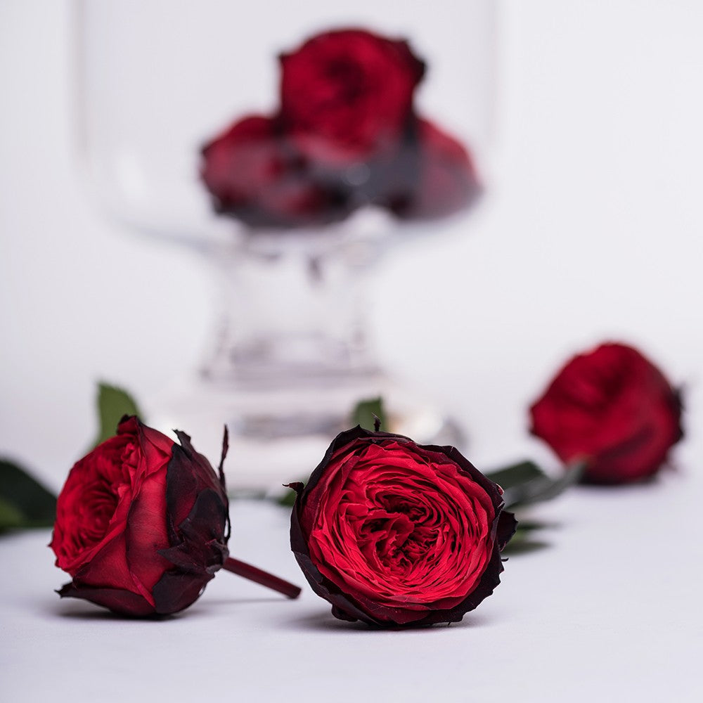 Rose Chouchu Red-Bla 1
