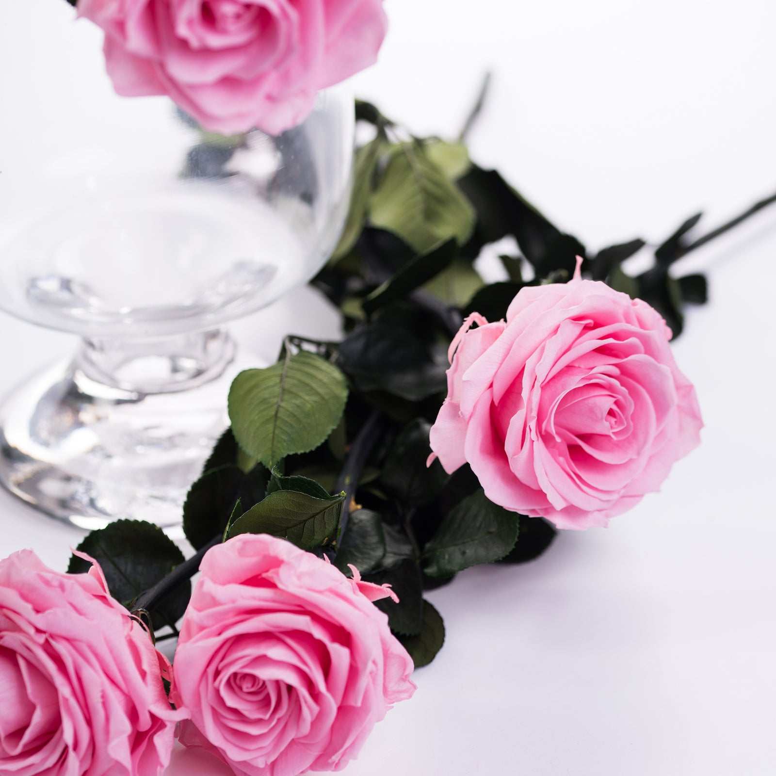 50cm Premium Rose With Stem - 12 Stems Bulk