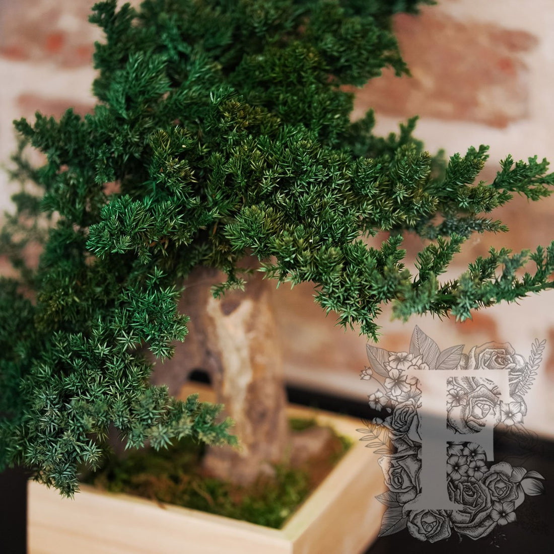 Simple Root Bonsai 1