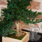 Simple Root Bonsai 3