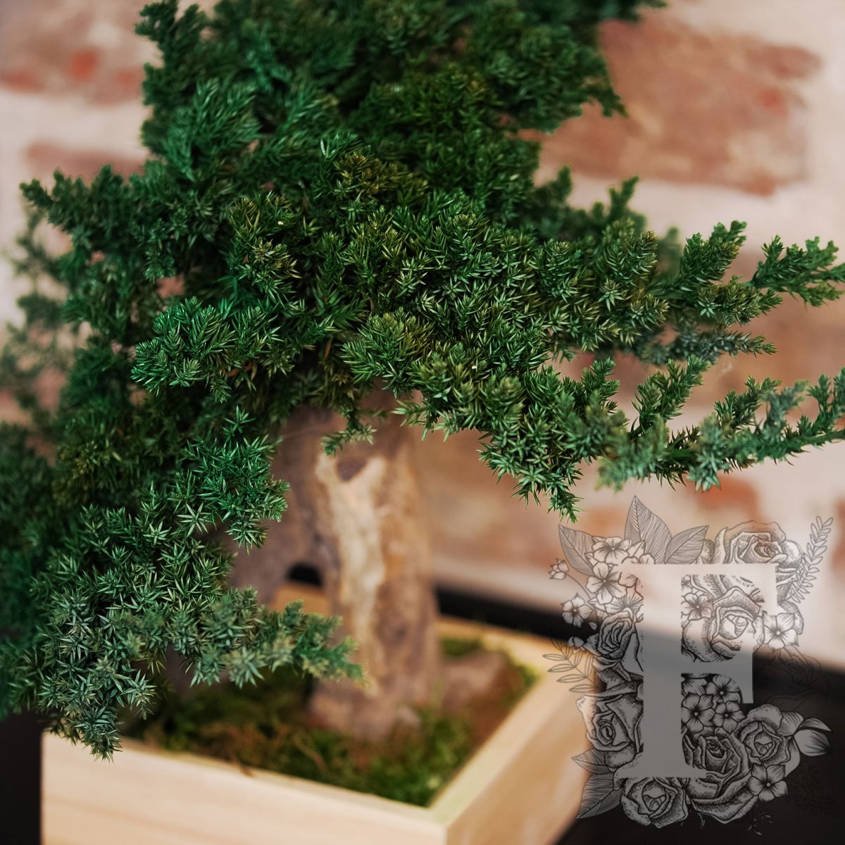 Simple Root Bonsai 3