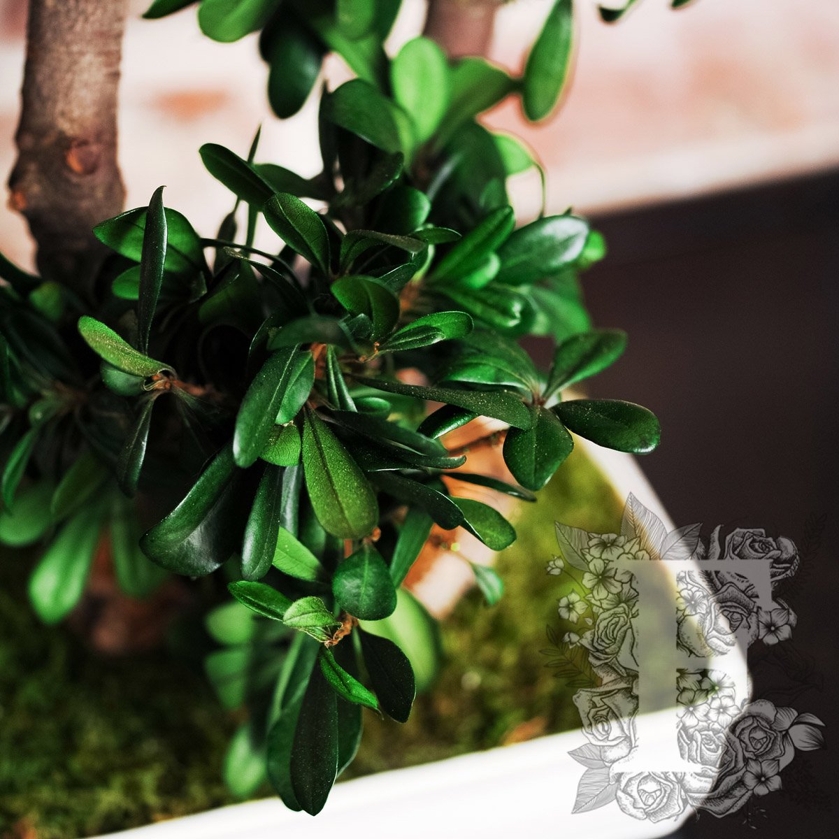 Bonsai Tobira 2