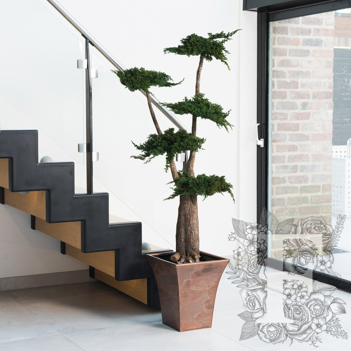 Jumbo Juniperus 1