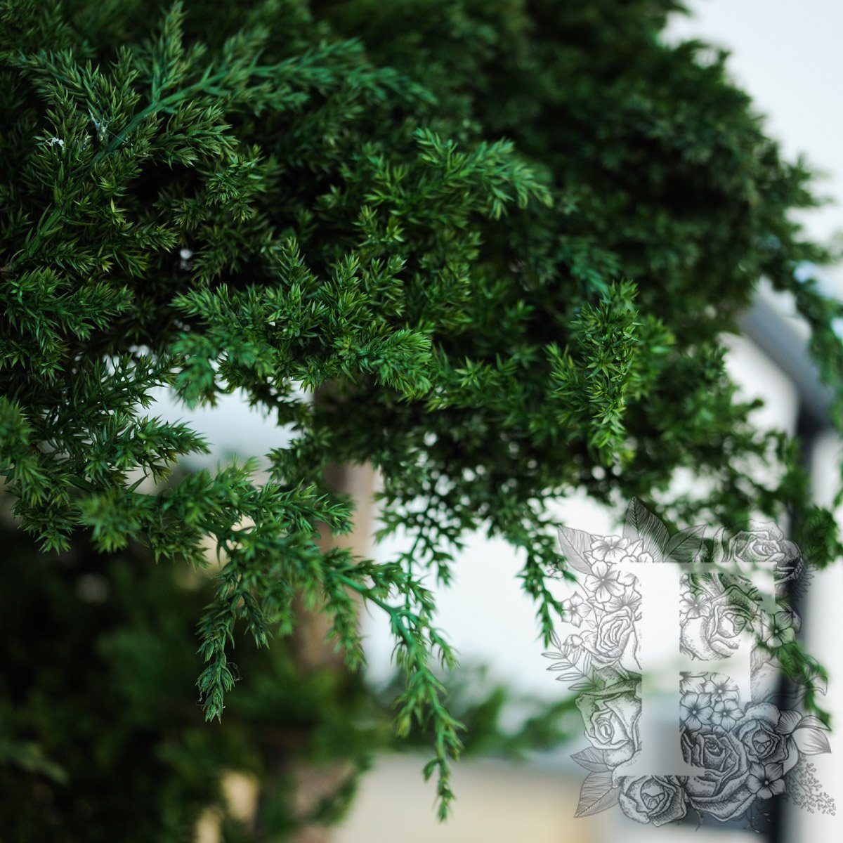 Jumbo Juniperus 2