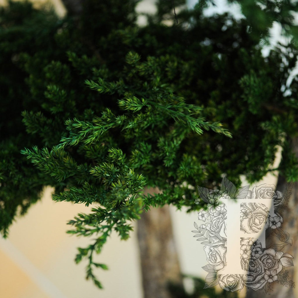 Jumbo Juniperus 4
