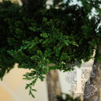 Jumbo Juniperus 4