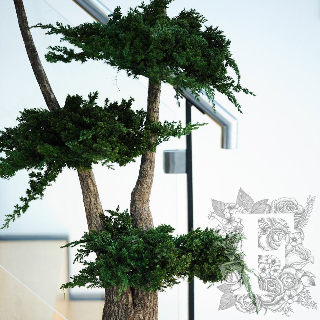 Jumbo Juniperus 5