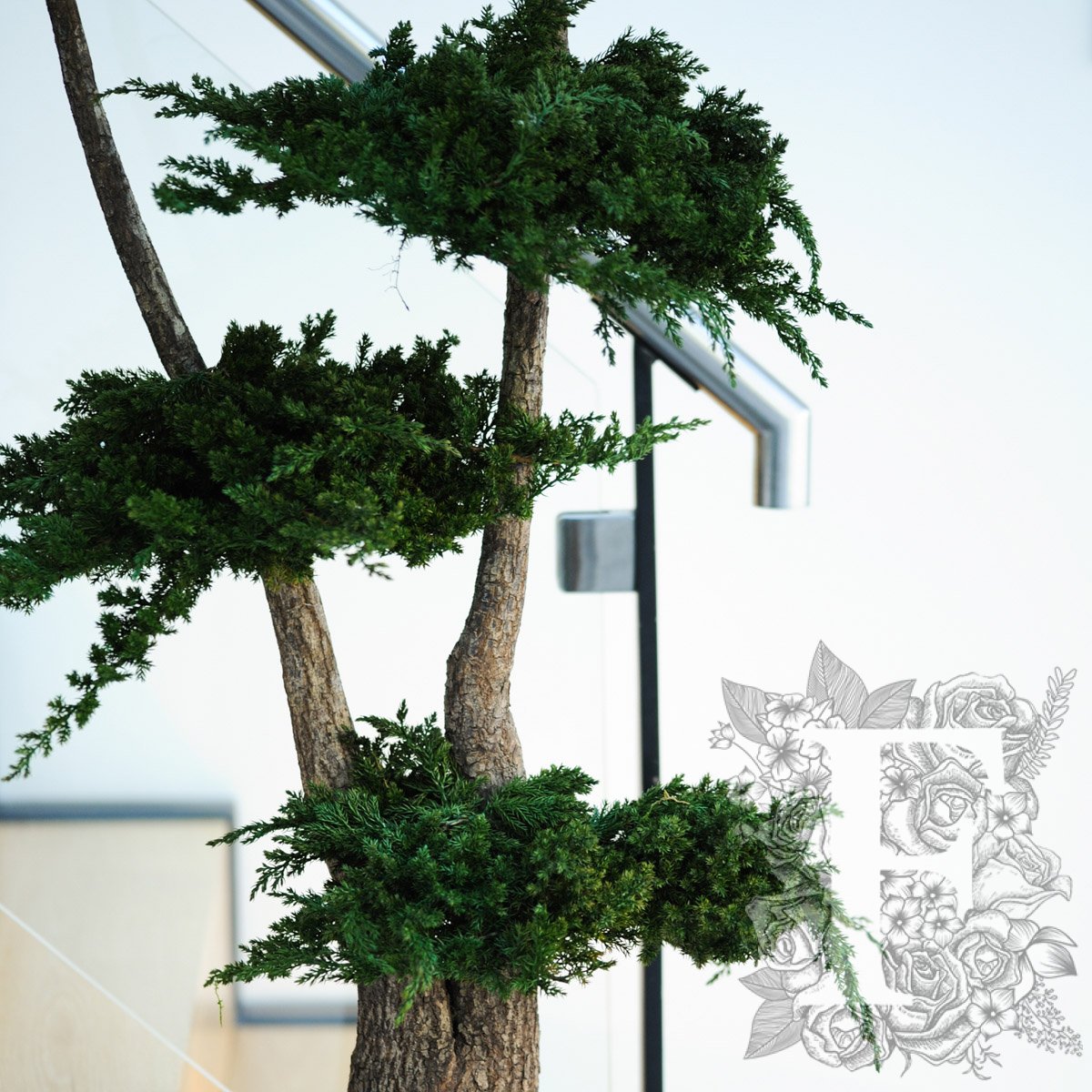 Jumbo Juniperus 5