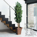 Populus Tree Slim 1