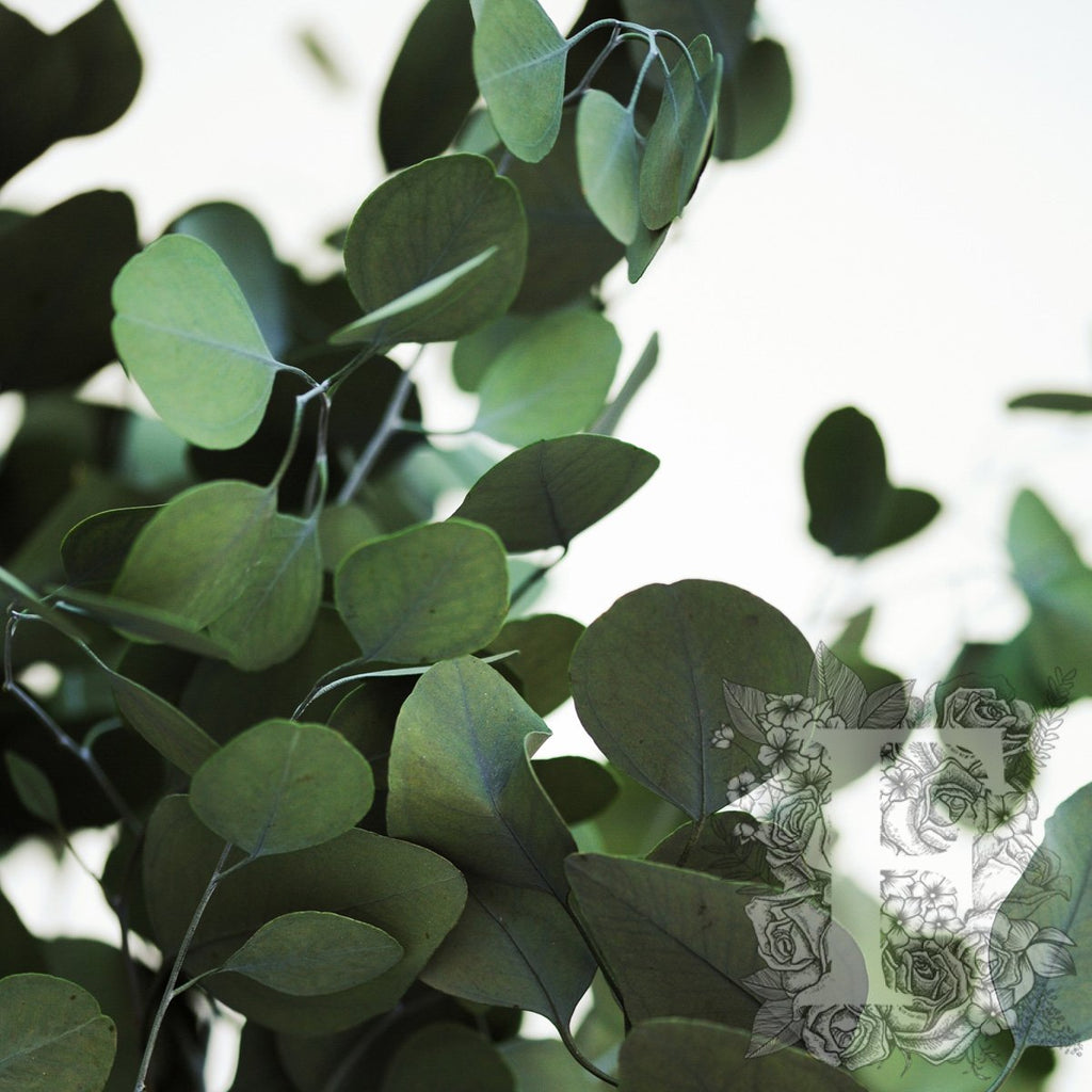 Populus Tree Slim 4