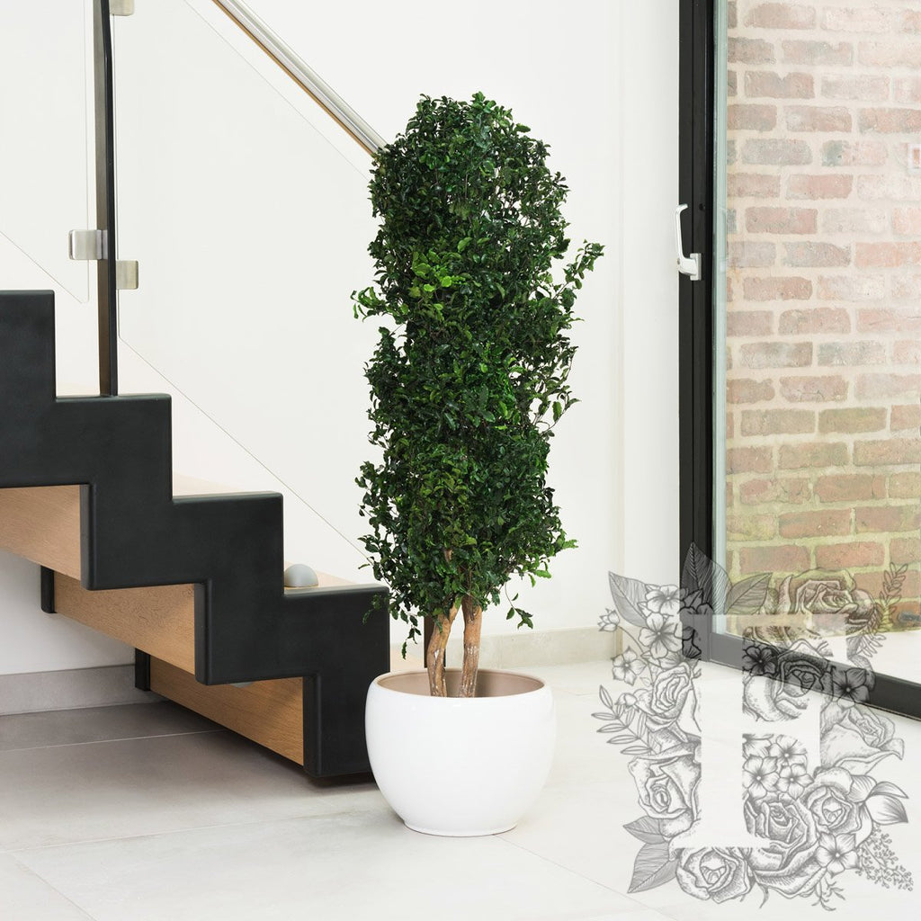 Slim Pittosporum 1