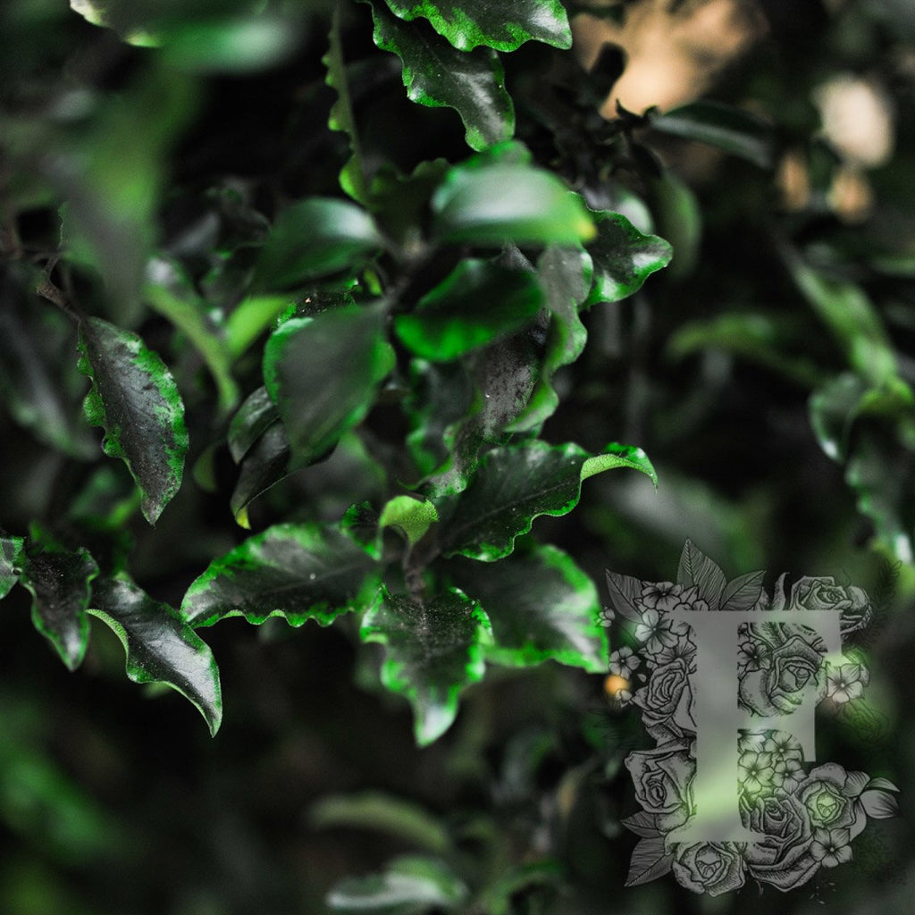 Slim Pittosporum 2