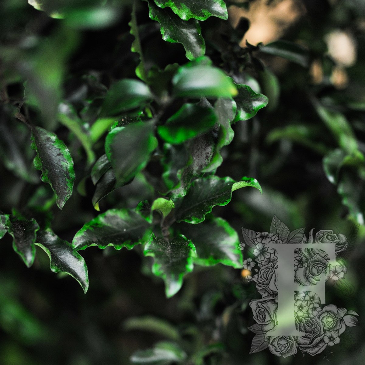 Slim Pittosporum 2