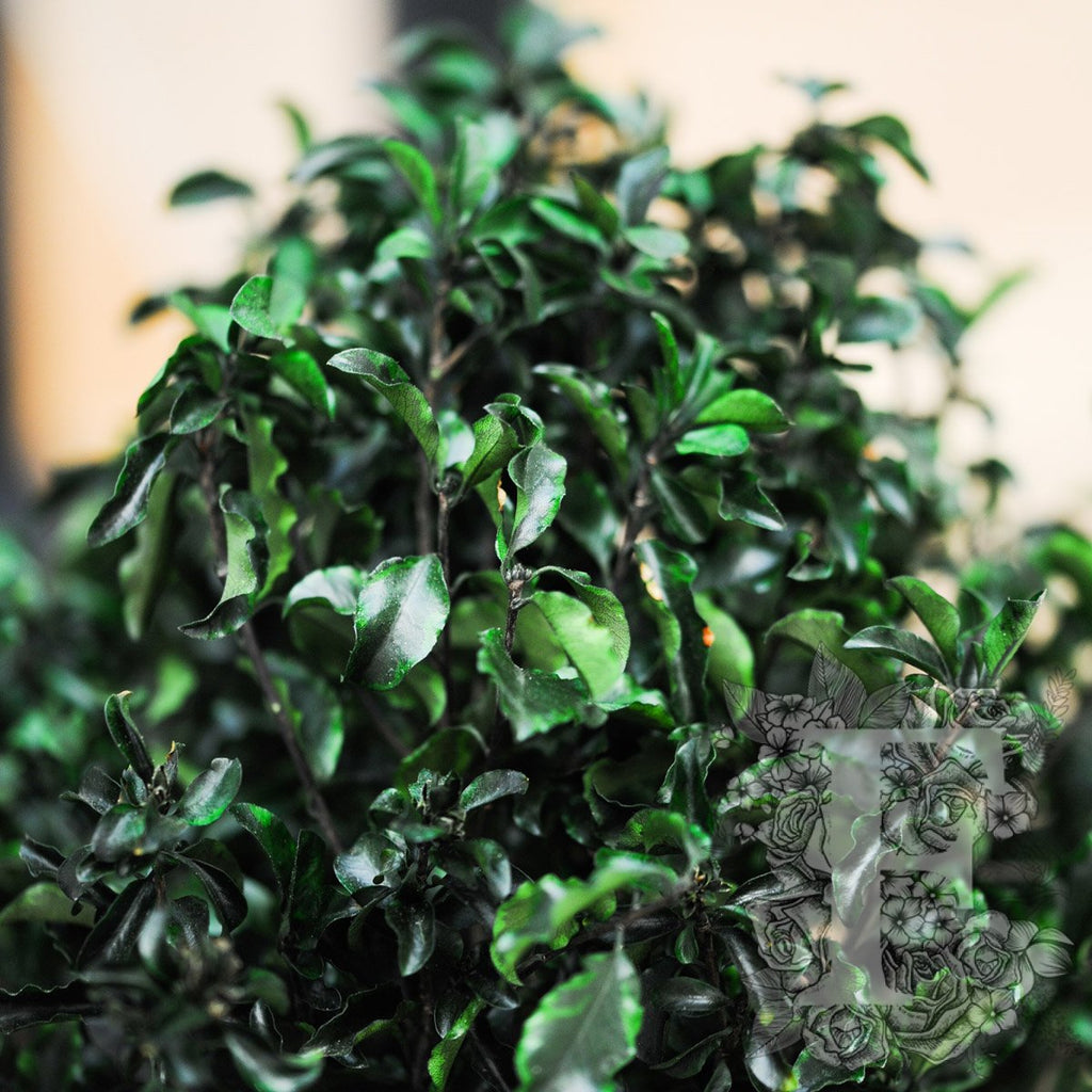 Slim Pittosporum 4