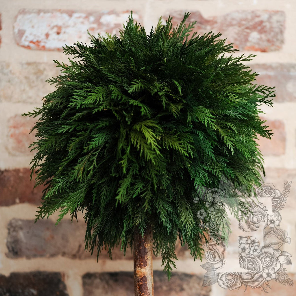 Crown Thuja Sphere 2
