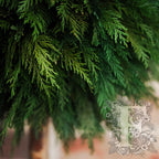 Crown Thuja Sphere 3