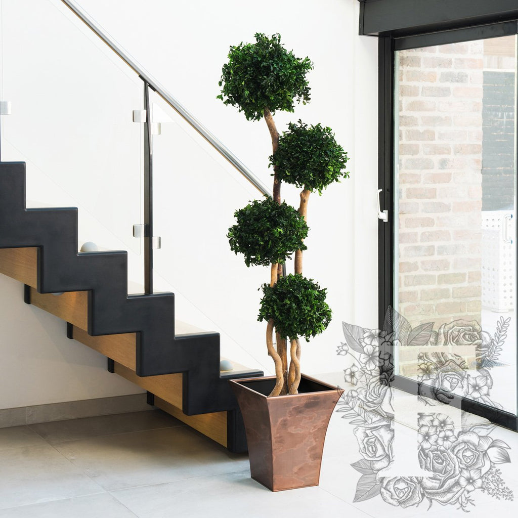 Pittosporum 4 Sphere 1_