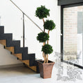 Pittosporum 4 Sphere 1_