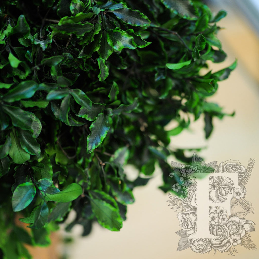Pittosporum 4 Sphere 3