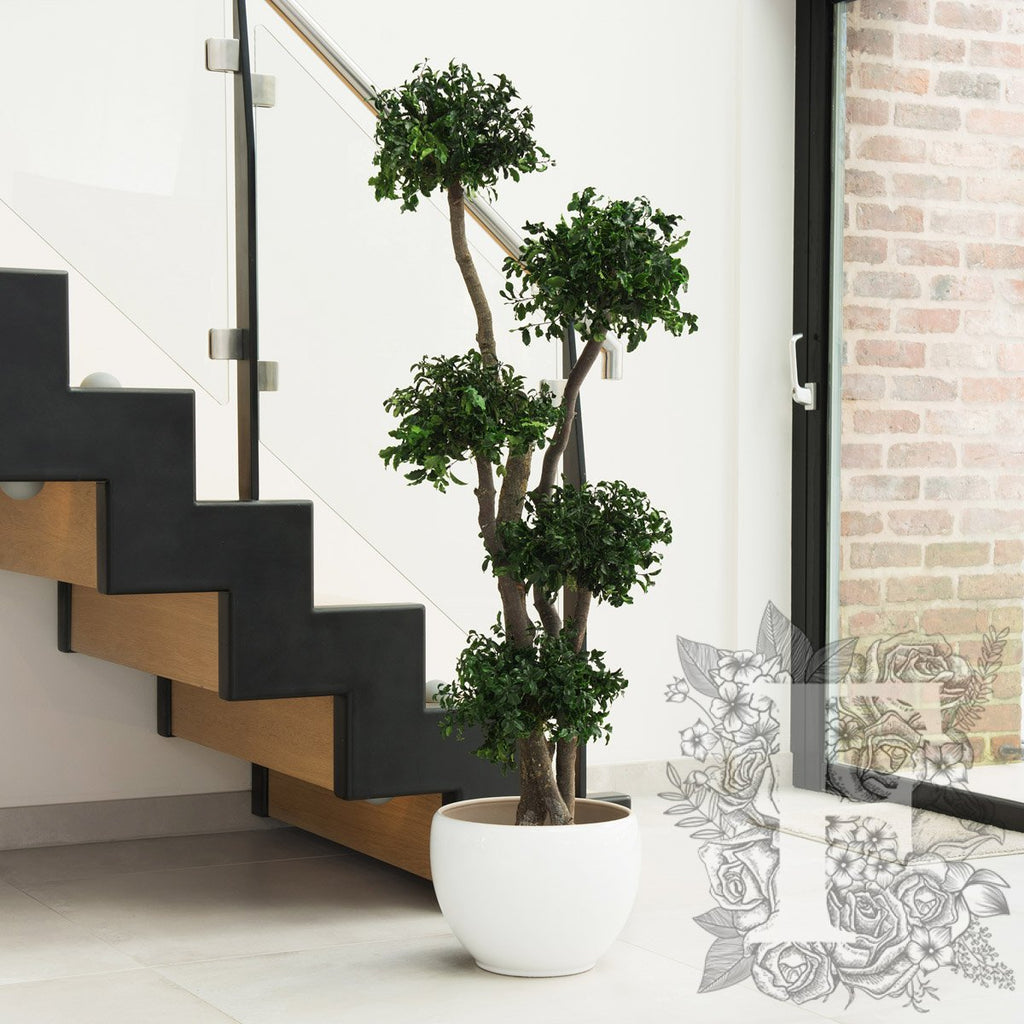 Pittosporum 5 Sphere 1_