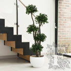Pittosporum 5 Sphere 1_