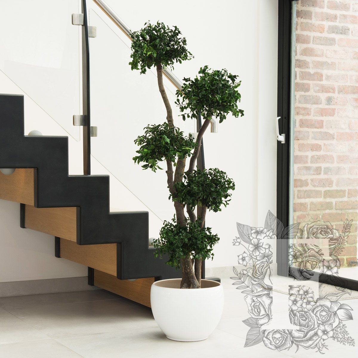 Pittosporum 5 Sphere 1_