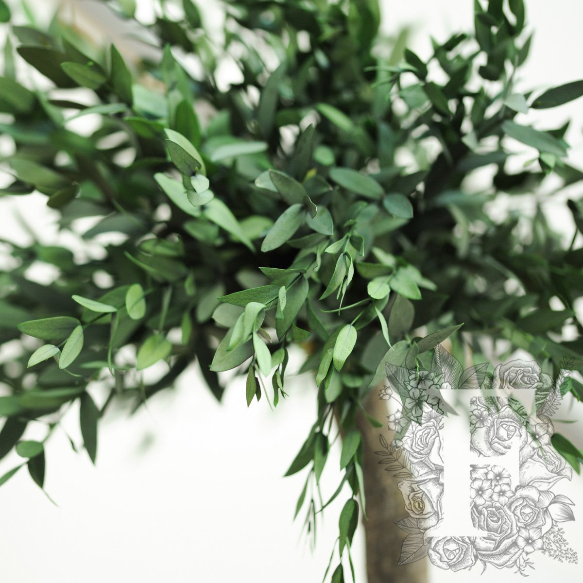 Parvifolia 5 Sphere 4