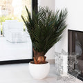 Palm Phoenix 1