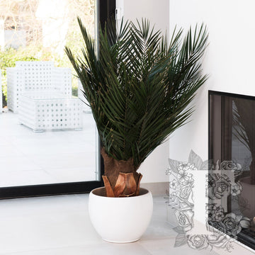 Palm Phoenix 1